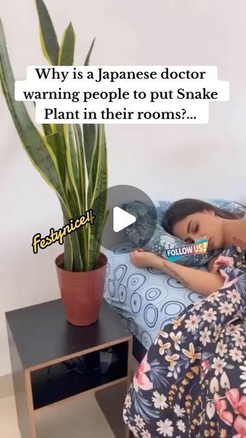 Taller Taller on Instagram: "Why is a Japanese doctor warning people to put Snake Plant in their room" Snake Plant Indoor, Japanese Doctor, Snake Plant Care, Eco Friendly Diy, Smoothie Bowl Healthy, Heal Yourself, Plant Care Houseplant, Naturopathic Medicine, Homemade Cleaning Solutions