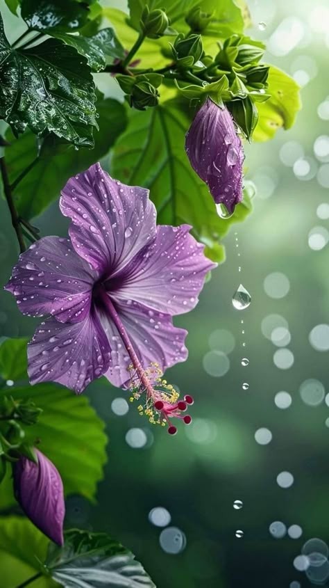 Flowers With Raindrops, Rainbow Wallpaper Backgrounds, Kindness Is Free, Modern Wallpapers, Purple Flowers Wallpaper, Best Nature Wallpapers, Beautiful Flowers Images, Beautiful Flowers Photography, Floral Wallpaper Phone