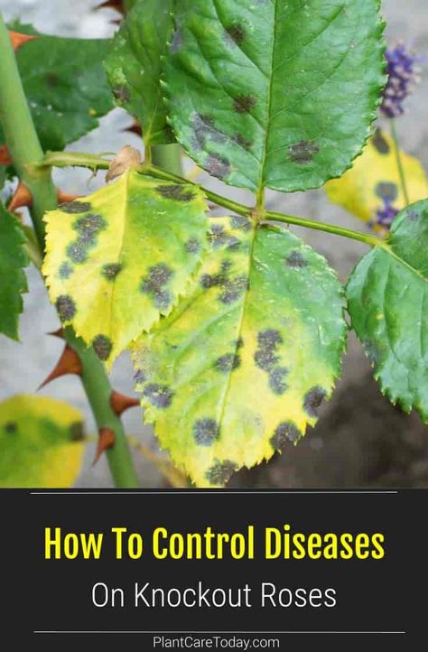 What Disease Is Affecting My Knock Out Roses? Knock Out Roses Care, Knock Out Roses Landscape Flower Beds, How To Prune Knockout Roses, Taking Care Of Rose Bushes, Petite Knockout Roses, Pruning Knockout Roses In Spring, Rosette Disease, Black Spot On Roses, Rose Diseases