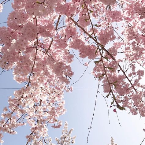 Soft Pink Theme, Sakura Flower, Japan Aesthetic, Pink Themes, Spring Aesthetic, Everything Pink, Pastel Aesthetic, About Love, Aesthetic Photo