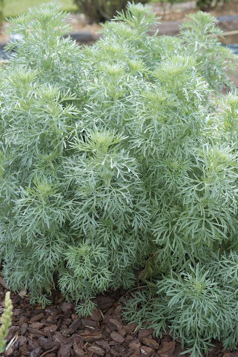 Artemesia Wormwood, Lunar Garden, Artemisia Plant, Wormwood Plant, Autumn Border, Garden Homestead, Artemisia Absinthium, Silver Plant, Ground Covers