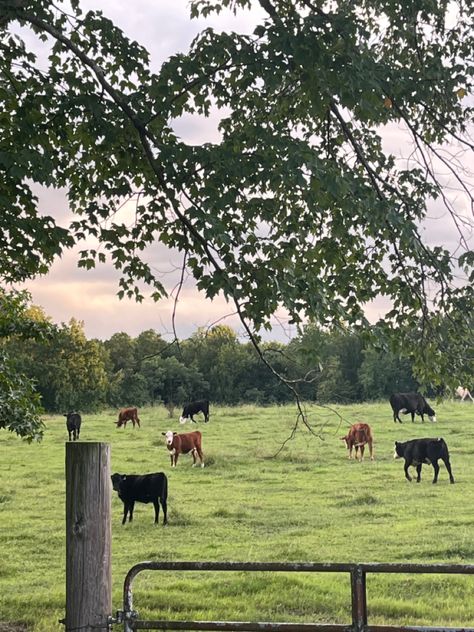 Cow Farm Aesthetic, Cute Animal Profile, Field Of Cows, Cows In Pasture, Cow In A Field, Cows In A Field, Cow Field, Farm Dream, Pet Cows