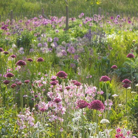 Garden Colour Schemes, Rock Grandma, Allium Aflatunense, Allium Atropurpureum, Allium Garden, Student Exhibition, Planting Schemes, Grandma Cottage, Happy Winter