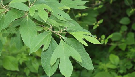 Sassafras trees are found throughout the eastern half of the U.S. in fields and near forest edges. They have thick, furrowed bark and light green, lobed leaves. The leaves, bark and roots give off a sweet, spicy scent when crushed. Sassafras extract is used in beverages, candy and perfumes. Sassafras Root, Sassafras Tea, Sassafras Tree, Garden Escape, Poplar Tree, Tree Identification, Wood Mulch, Fast Growing Trees, Shade Trees