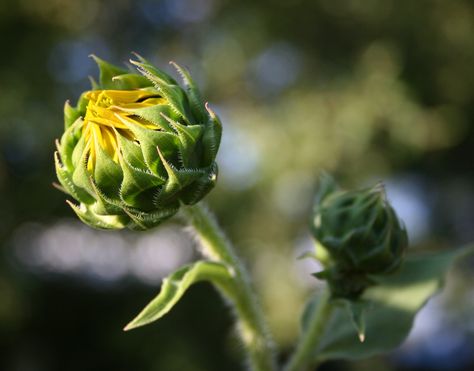 sunflower bud {second part of my tattoo!!} Sunflower Bud, Garden Fence Art, Sunflower Photography, Van Gogh Sunflowers, Sunflower Pictures, Sunflower Wall Art, Sun Flowers, Fence Art, My Tattoo