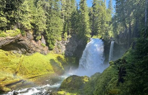 Koosah and Sahalie Falls Trail, Oregon - 1,706 Reviews, Map | AllTrails Clear Lake, Oregon Travel, Summer Lovin, The Loop, National Forest, Oregon, Old Things, Forest, Lake