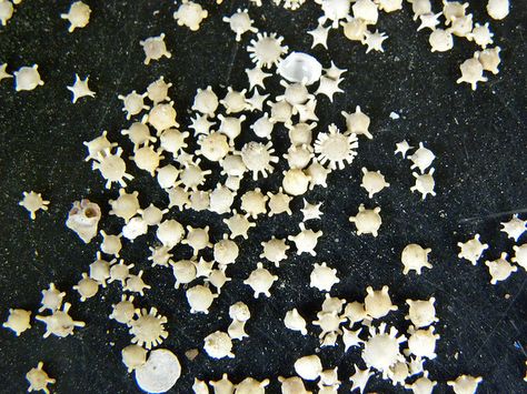 Hoshizuna no Hama (Star Sand Beach) where the sand is shaped like tiny stars. Layer Art, Star Sand, Exotic Beaches, Colored Sand, Okinawa Japan, Unique Beach, Grain Of Sand, Remote Island, Beaches In The World