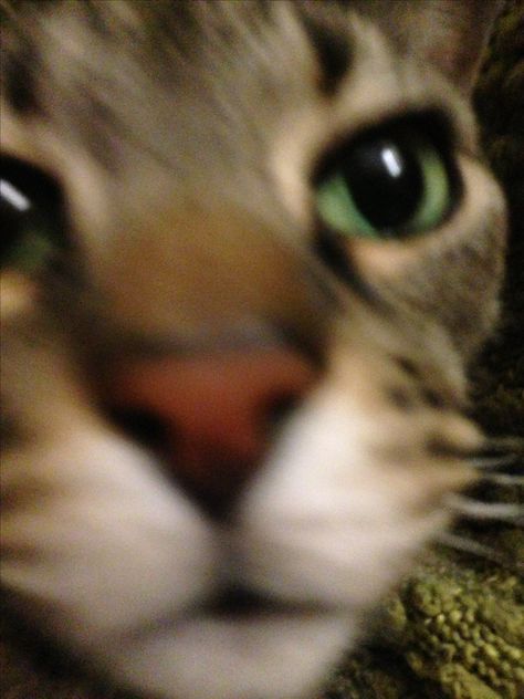 Zoomed In Pictures Aesthetic, Cat Sniffing Camera, Sneep Snorp, Zoomed In Pictures, Hate Cats, Cat Emoji, Spiritual Animal, Cat Photos, Silly Images