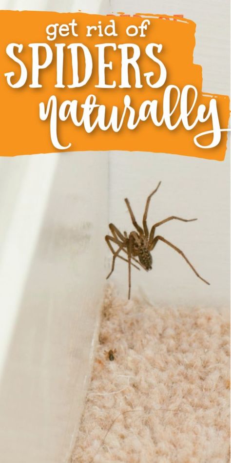 Natural Spider Repellant (Easy DIY) • Kids Activities Blog Spider Repellant, Natural Spider Repellant, Spider Spray, Repellent Diy, Spider Killer, Homemaking Ideas, Spiders Repellent, Diy Bug Spray, Mosquito Repellent Bracelet