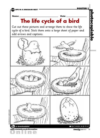 Life cycle of a bird Bird Theme Preschool, Life Cycle Of A Bird, Bird Life Cycle, Animal Life Cycles, My Father's World, Bird Free, Spring Preschool, Kindergarten Science, Bird Crafts