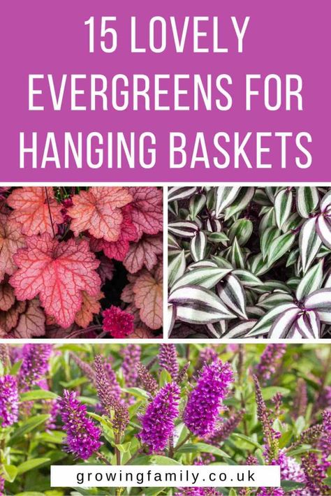 15 low maintenance evergreen plants for hanging baskets - Growing Family Perennial Hanging Baskets, Evergreen Ferns, Easy Gardening, Container Ideas, Hanging Display, Plants For Hanging Baskets, Winter Plants, Gardening Flowers, Trailing Plants