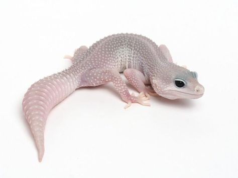 Patternless Super Snow Het Las Vegas Albino Leopard Gecko Female Albino Gecko, Albino Leopard Gecko, Gargoyle Gecko, Fat Tailed Gecko, Leopard Geckos, White Animals, 3d Animals, Animal Reference, Crested Gecko