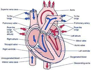 Blood flow through the heart Blood Circulation Diagram, Heart Blood Flow, Coronary Circulation, Nerve Disorders, Tricuspid Valve, Heart Diagram, Acute Coronary Syndrome, Heart Lungs, Mitral Valve