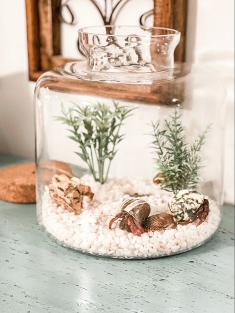 Sleek and stylish option for a hermit crab habitat. Hermit Crab Terrarium Ideas, Hermit Crab Terrarium, Hermit Crab Tank Ideas, Hermit Crab Habitat Ideas, Crab Terrarium, Hermit Crab Cage, Pet Hermit Crab, Hermit Crab Homes, Crab Habitat