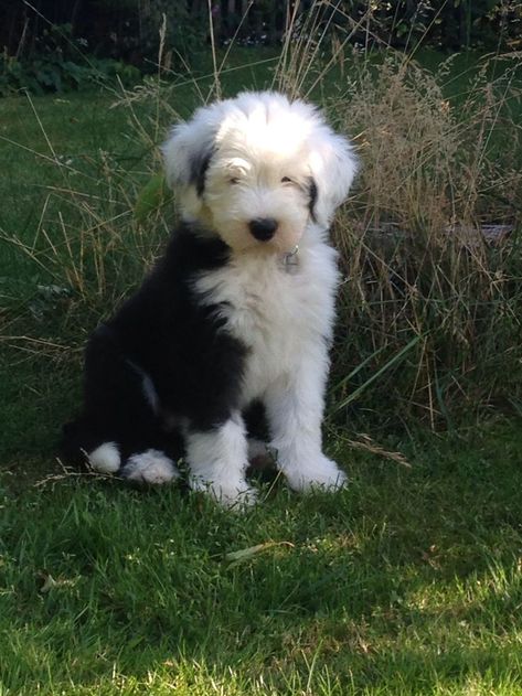 English Sheepdog Puppy, Old English Sheepdog Puppy, Sheepdog Puppy, Sheep Dog Puppy, Sheep Dogs, Sheep Dog, English Sheepdog, Old English Sheepdog