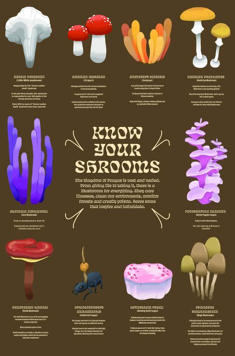 Different Types Of Mushrooms Fungi, Mushroom Species Chart, Fun Facts About Mushrooms, Psycilobin Mushrooms, Types Of Mushrooms Drawing, Mushroom Trip Visuals, Mushroom Psychedelique, Psycodelic Mushrooms, Mushroom Psylocibin