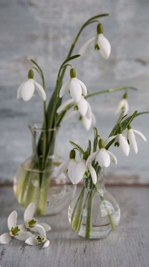 First Flowers Of Spring, Snow Drop, Oil Painting Inspiration, Snow Flower, Plants Are Friends, Blooming Trees, Garden Angels, Spring Mood, Growing Roses