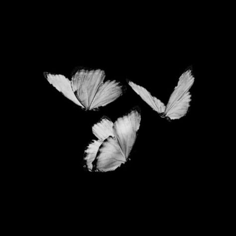 Black Butterflies Aesthetic, Butterflies Black And White, Bride Theme, Four Wings, 3 Butterflies, Butterfly Black And White, White Butterflies, Black App, Black And White Theme