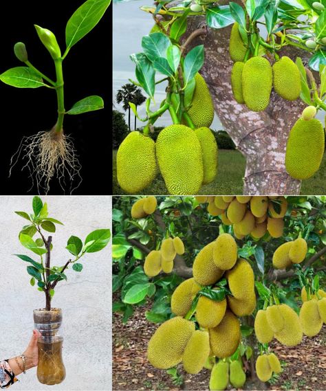 Jackfruit, known as the "king of fruits," is appreciated for its sweet flavor and impressive size. Growing jackfruit trees can be a rewarding task, but what if I told you that you can multiply your jackfruit tree production by grafting them onto orange trees? In this article, we will explore the exciting process of growing Growing Jackfruit, Jackfruit Tree, Jack Fruit, Orange Trees, Single Tree, Old Tree, Orange Tree, Different Plants, Told You