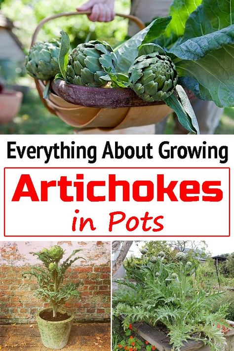 Don't have enough garden space? No worries! Growing Artichokes in Pots is possible and easy when you know how! Learn the process here! Artichoke Plant Gardening, Growing Artichokes Plants, Grow Artichokes In Containers, Globe Artichoke Plant, Artichoke Growing, Artichoke Garden, How To Grow Artichokes, Artichoke Plant, Growing Artichokes