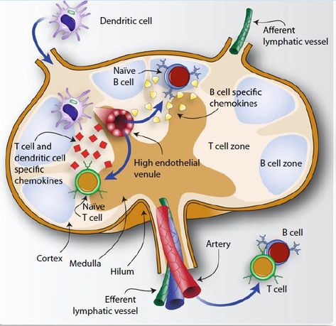 The lymph node👇 📎The lymph node serves as a critical site where B cells and T cells converge. Naïve B and T cells exit the bloodstream by traversing the wall of the high endothelial venule of an artery as it passes through the lymph node. Once inside, both cell types proceed to migrate towards different zones within the lymph node, guided by a gradient of specific chemokines. 📎Dendritic cells take a different route to enter the lymph node. They utilize afferent lymphatic vessels as their en... How To Drain Lymph Nodes, Lymph Node, T Cells, B Cell, T Cell, Lymph Nodes, Microbiology, Biology, Anatomy