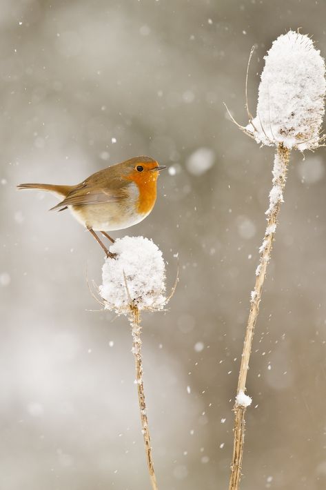 Robin (Erithacus rubecula) on teasel in snow | Phil Winter | Flickr Birds In Snow Photography, Robin In Snow, Winter Images Nature, Winter Photography Nature, Snow Animals, Beautiful Winter Scenes, Snow Photography, Painting Snow, Winter Images