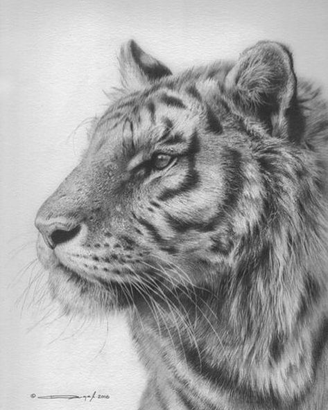 Tiger Study- Pencil Drawing. Tiger Art Drawing, Cheetah Drawing, Tiger Sketch, Realistic Animal Drawings, Charcoal Artwork, Office Painting, Tier Tattoo, Landscape Pencil Drawings, Drawing Patterns