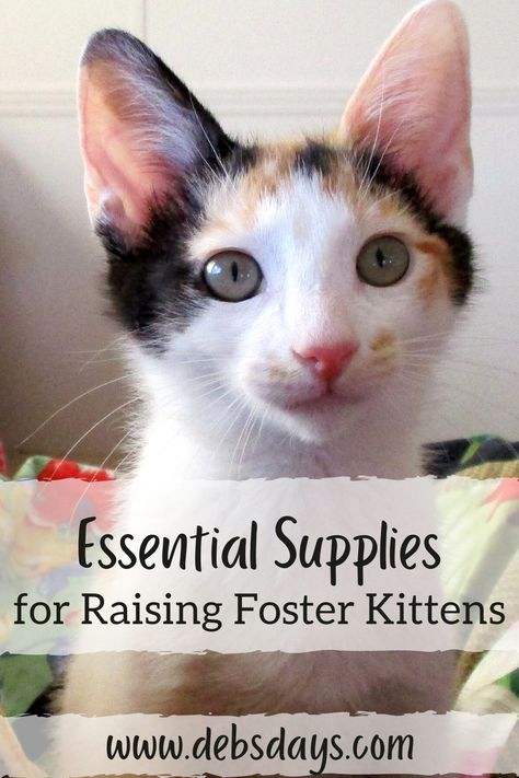 Deb's Days: Raising Foster Kitten Essential Supplies Fostering Kittens Setup, Kitten Room Set Up, Kitten Foster Room, Foster Kitten Room Ideas, Foster Cat Room Ideas, Cat Foster Room, Foster Kittens Setup, Foster Kitten Room, Kitten Fostering