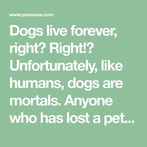 Dogs live forever, right? Right!? Unfortunately, like humans, dogs are mortals. Anyone who has lost a pet knows how heartbreaking it is to say goodbye. They are truly family members. If you’re someone who hates goodbyes or simply wants a companion for as long as possible, look into the longest-living dog breeds. On average, domesticated dogs live about ten years, but the dogs on our list have been known to live well into their teens. You’ll notice most of these pups are on the smaller side. Whil Toy Manchester Terrier, Manchester Terrier, Dog Ages, Rat Terriers, Miniature Pinscher, Chinese Crested, Live Forever, To Say Goodbye, Life Expectancy