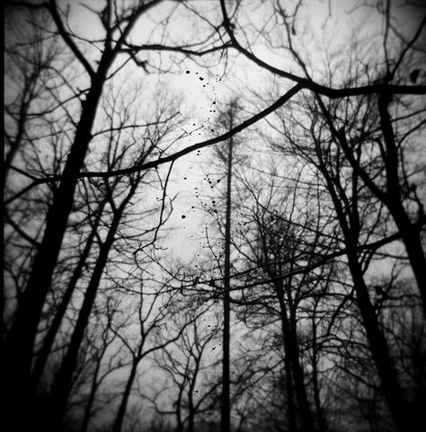 "black metal forest, trees hovering above the melting snow in a small cemetery in Zlin." taken by lyndxe  lomography.com Black Tree Aesthetic, Black Trees Aesthetic, Black Forest Art, Black Metal Aesthetic Forest, Black Metal Photography, Soft Black And White Aesthetic, Black Metal Forest, Black Metal Wallpaper, Black Metal Aesthetic