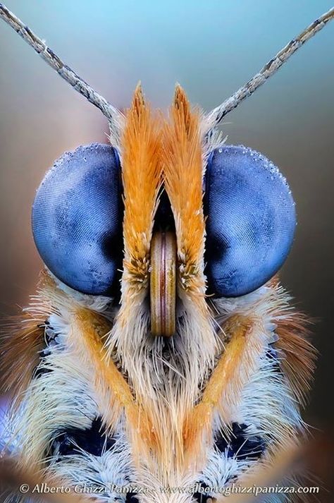 Face Front View, Insect Science, Outdoor Backdrops, Butterfly Eyes, Vertical Images, Science Photos, Bugs And Insects, Wild Animal, Science Art