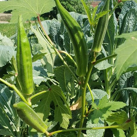 Okra is coming on strong. 2 days ago it wasn't ready to pick and today it's almost to big (kind of like most things in the garden if you're not staying on top of the harvesting) When To Harvest Okra, Okra