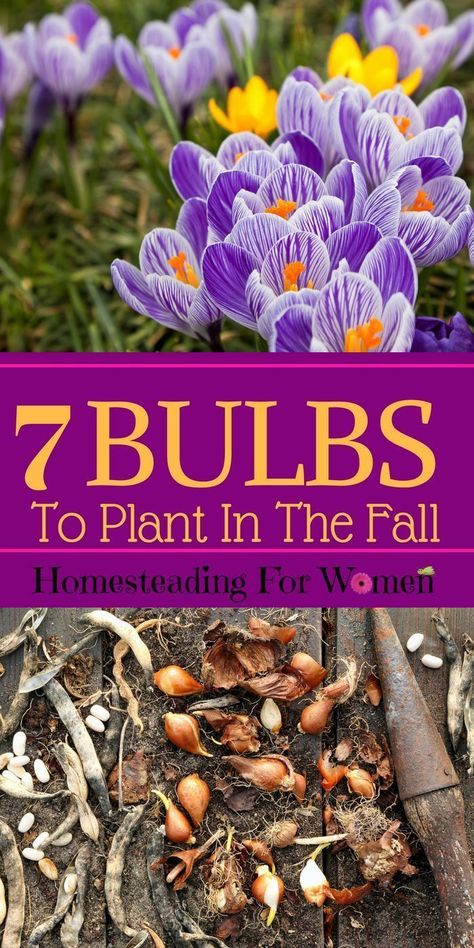 Bulbs To Plant in The Fall Fall Bulb Planting, Crocus Bulbs, Fall Bulbs, Crocus Flower, Flower Bulbs, Garden Bulbs, Spring Bulbs, Fall Plants, Cactus Y Suculentas