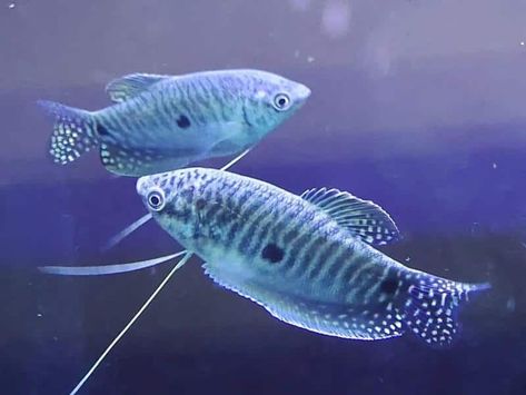 Gourami Tank, Silver Fish, Gourami Fish, Kissing Gourami, Brine Shrimp, Fish Breeding, Golden Fish, Types Of Fish, Underwater Creatures