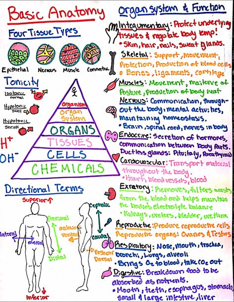 Human Anatomy Cheat Sheet, Teas Science Notes, Nursing Teas Exam, Teas Test Cheat Sheet Science, Practical Nursing Student Tips, Paramedic Science Notes, Emt Basic Study Cheat Sheets, Anatomy And Physiology Study Tips Cheat Sheets, College Anatomy And Physiology Notes