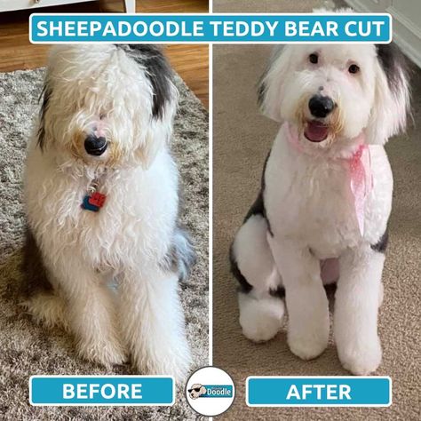 Sheepdog Grooming Styles, Sheepadoodle Puppy Grooming Styles, Mini Sheepadoodle Haircut, Sheepadoodle Summer Haircut, Sheepadoodle Haircut Styles, Old English Sheepdog Haircut, Sheepdog Haircut, Doodle Hairstyles, Sheepadoodle Grooming Styles