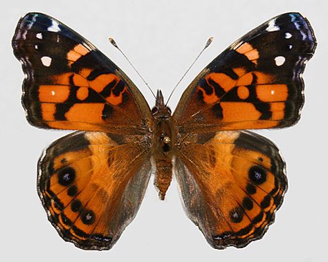 Wild Utah photos of American Lady Butterfly - Vanessa virginiensis, American Lady, Specimen - Jacque Wolfe pinned specimen - Steve M. Spomer located female 1003 North 52nd, Lincoln, Lancaser County, Nebraska on host plant Antennaria parvifolia - Small leaf Pussytoes - Fed on Circium undulatum - Wavy-leaf Thistle Vanessa Butterfly, American Lady, Lady Butterfly, Castles Interior, Butterfly Tattoo Designs, Small Leaf, The Eighth Day, Different Plants, Tattoo Designs For Women