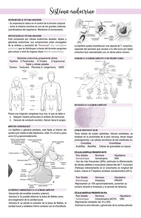 Digital Notes Word, Ms Word Notes, Medical Artwork, Computer Notes, Studying Medicine, Medicine Notes, Medicine Studies, Digital Word, Medicine Student