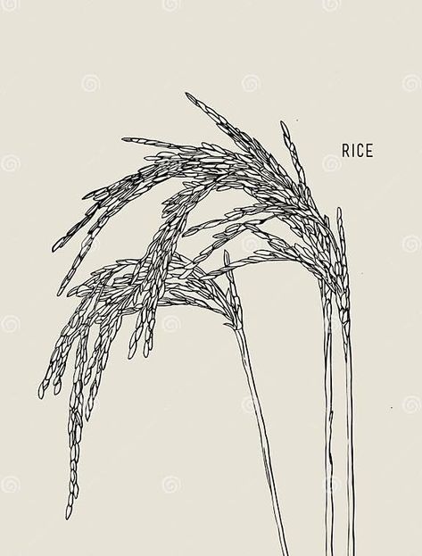 Green rice stock vector. Illustration of field, grain - 91851935 Rice Flower Tattoo, Rice Field Tattoo, Rice Illustration Design, Rice Plant Tattoo, Rice Field Drawing, Rice Field Illustration, Rice Tattoo, Rice Illustration, Jasmin Rice