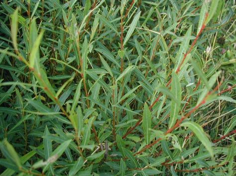 Discover 12 Species of Willow Trees and Shrubs You Should Know About Willow Bush, Useful Plants, Thuja Green Giant, Fast Growing Shrubs, Mimosa Tree, Willow Garden, Bamboo Roots, Honey Locust, Holly Tree