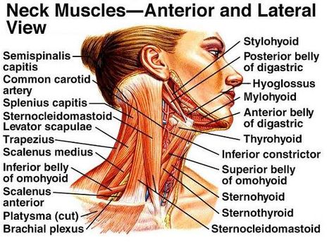 Dentistry lectures for MFDS/MJDF/NBDE/ORE: Lecture Notes for Muscles of the Head and Neck Muscles Of The Head, Neck Muscle Anatomy, Head Muscles, Muscles Of The Neck, Muscles Of The Face, Neck Muscles, Facial Anatomy, Facial Nerve, Neck Exercises