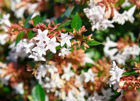 Kaleidoscope Abelia Abelia Shrub, Container Shrubs, Kaleidoscope Abelia, Front Yard Beds, Magnolia Bed, Beet Green Recipes, Barn Landscaping, Winter Garden Ideas, Winter Yard