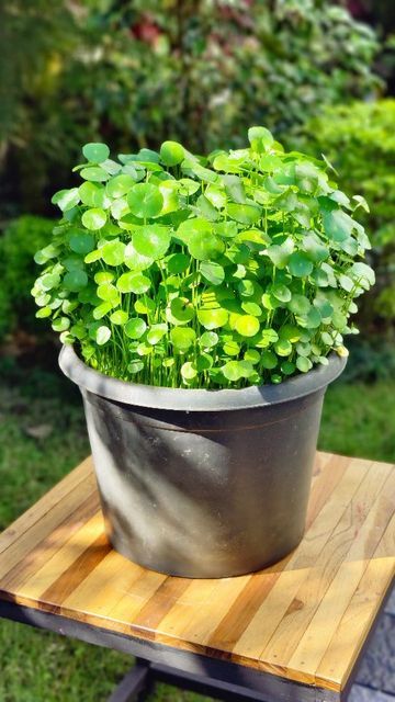 𝑻𝒉𝒆 𝑮𝒂𝒓𝒅𝒆𝒏𝒆𝒓 𝒃𝒚 𝑭𝒂𝒚𝒂𝒔 on Instagram: "Propagating Pennywort Plant : Pennywort Potting mix Bottom layer - cowdung Top layer - sand or soil 🔸 Treat this plant like water Lilly, plant it in a pot with no hole and filled with water. 🔸 Provide direct morning sunlight. #pennywort #waterplant #watergarden #pennywortplant" Pennywort Plant, Shady Garden, Cooking Pasta, Morning Sunlight, Water Lilly, Water Waste, Living Art, Water Plants, Backyard Ideas