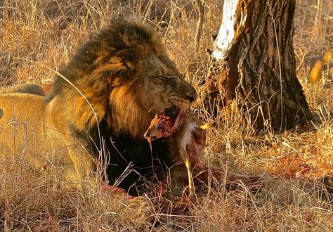 Lion eating a Steenbok Lion Eating Prey, Lion Eating, The Veldt, Panthera Leo, Lion And Lamb, Lion Images, Ap Art, Art Inspo, South Africa