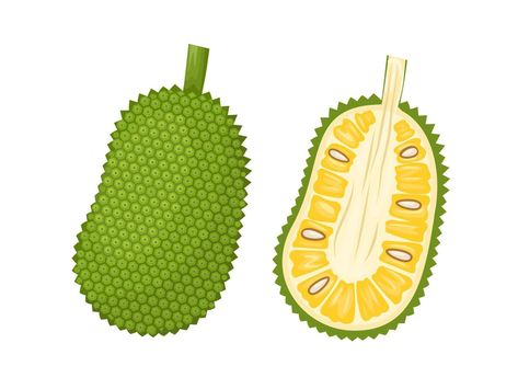 Vector illustration, jackfruit isolated on a white background. Jackfruit Illustration, Jackfruit Images, Jackfruit Drawing, Jackfruit Tree, Pregnancy Scrapbook, Jack Fruit, Animal Print Background, 2024 Moodboard, Fruit Cartoon