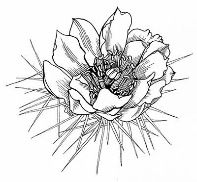 Series of cactus plants and cactus flowers by Miyuki Sena Saguaro Cactus Flower Drawing, Cactus Flowers Drawing, Desert Flower Illustration, Cholla Cactus Tattoo, Cactus Flowers Tattoo, Saguaro Flower Tattoo, Saguaro Cactus Flower Tattoo, Blooming Cactus Tattoo, Cactus Bloom Tattoo