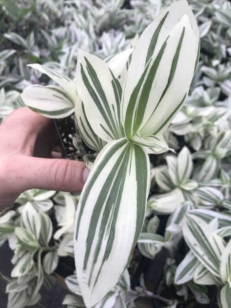 Tradescantia Pistachio White, White Houseplants, White House Plants, Plants Indoor Decoration, Wandering Jew Plant, Plants Home Decor, Plant Care Instructions, Plants Home, Greenhouse Plants