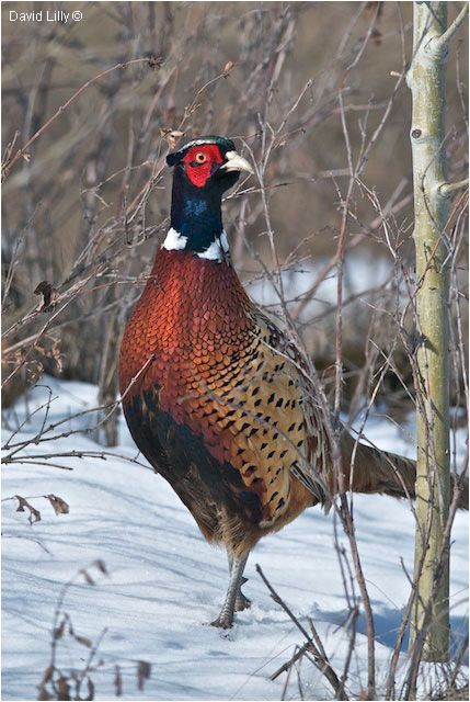 Pheasant Photography, Wild Animals Photography, Pheasant Hunting, Bird Hunting, Wildlife Paintings, Hunting Gifts, Game Birds, Bird Dogs, Bird Pictures