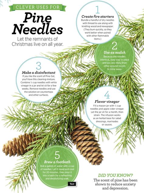 Burning Pine Needles, Pine Needle Cleaner Diy, Pine Needle Oil Benefits, Uses For Pine Needles, Pine Needle Uses, Pine Needles Uses, Pine Needles Witchcraft, Pine Magical Properties, Medicinal Herbs Remedies