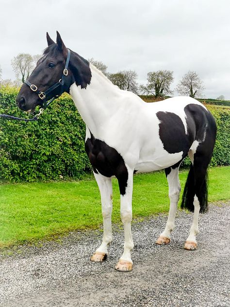 Irish Sport Horse, Indian Horses, American Paint Horse, Pinto Horse, Horse Trainer, Animals Amazing, Horse Aesthetic, Dressage Horses, Pets 3